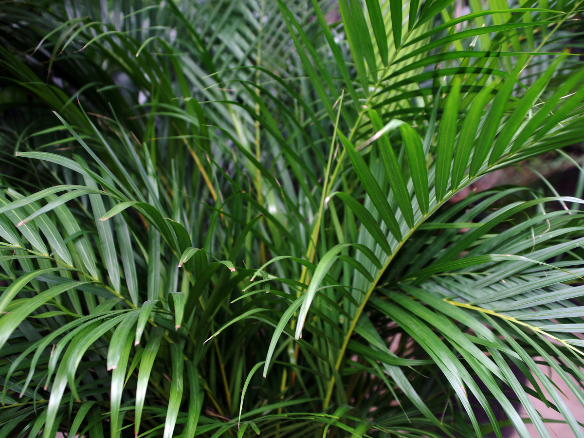Change your mood with Areca …