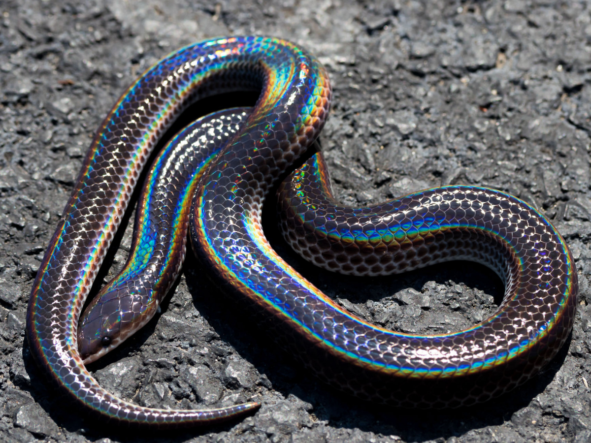 A sparkle from the rainbow: Xenopeltis